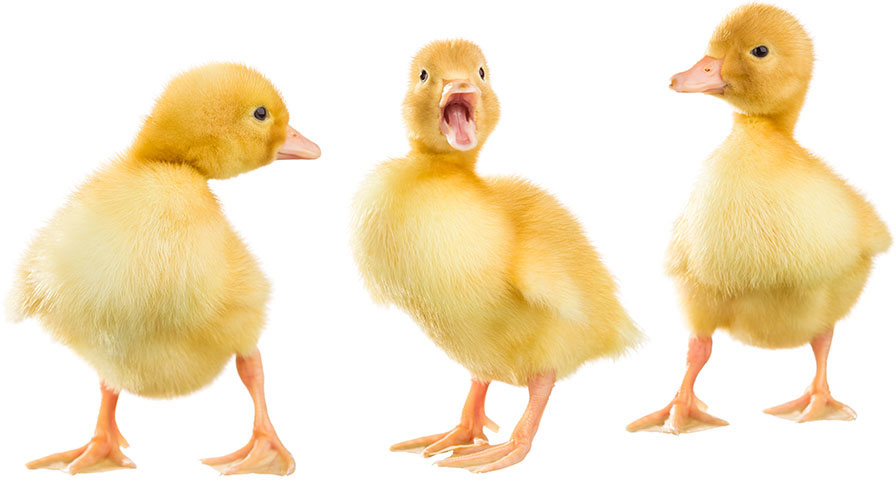 baby ducks hires